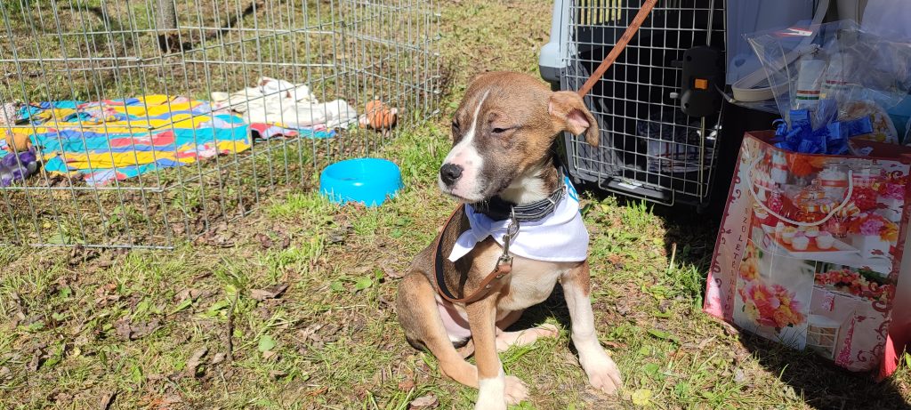 Sokan mutatták meg bájaikat