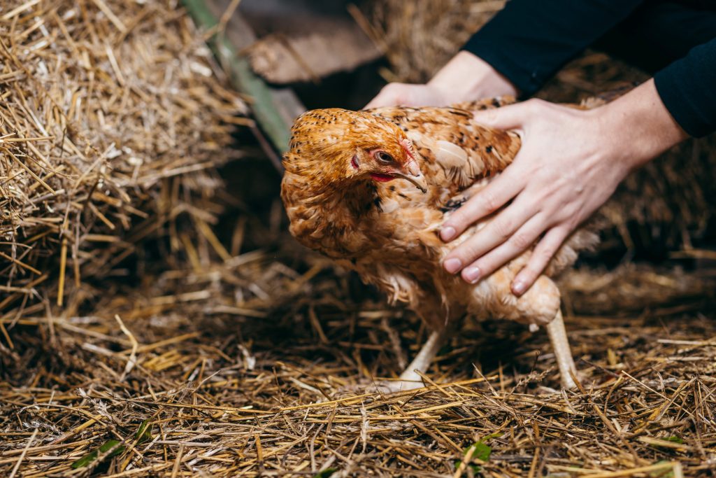 Elkapták a zsákos tyúktolvajt