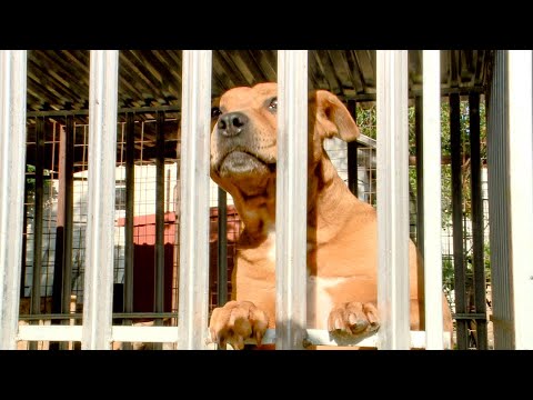 Új szakaszba érkezett az ebrendészeti telep korszerűsítése