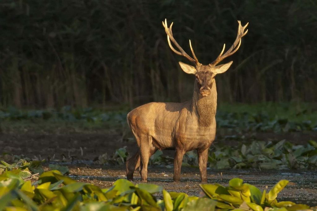 Elkezdődött a szarvasbőgés – óvatosan az utakon