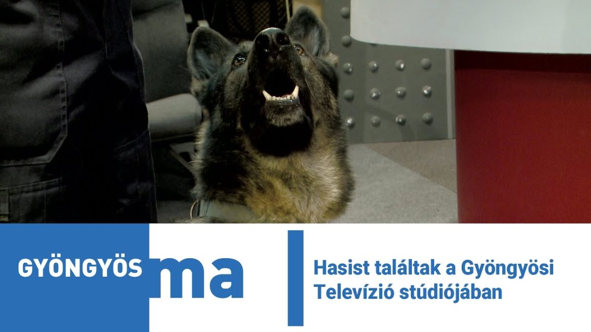 Hasist találtak a Gyöngyösi Televízió stúdiójában