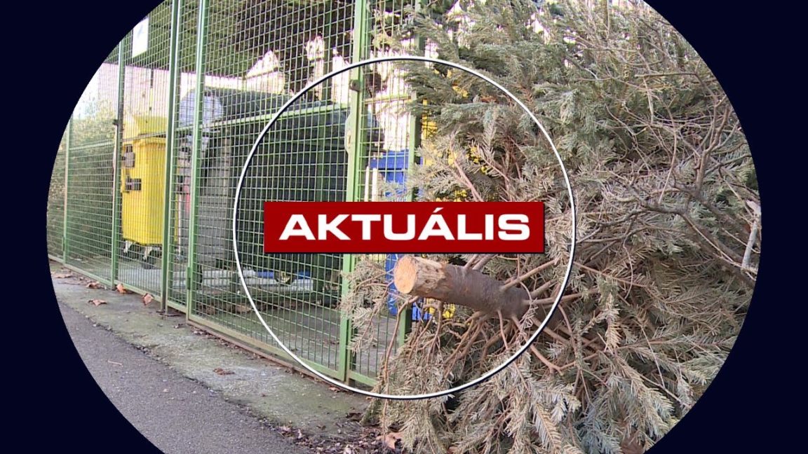 A jövő hétig elszállítják a kint maradt fenyőfákat
