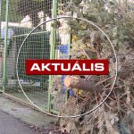 A jövő hétig elszállítják a kint maradt fenyőfákat