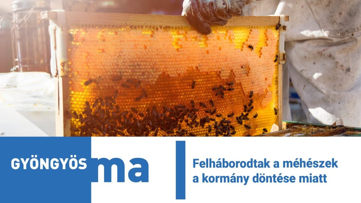 Felháborodtak a méhészek a kormány döntése miatt