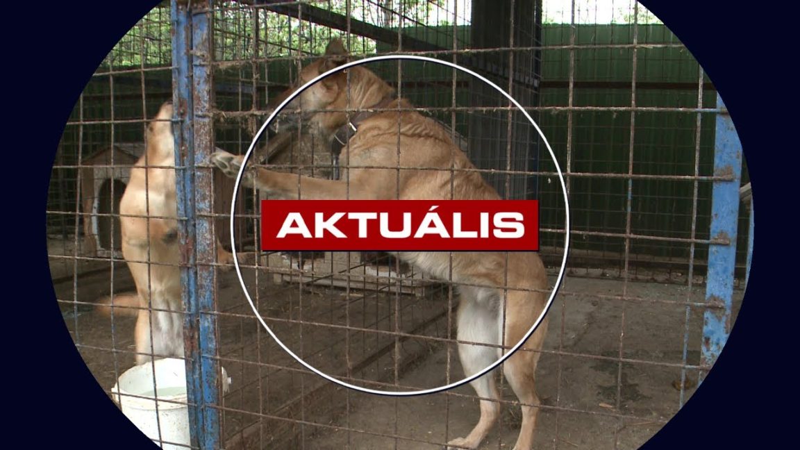 Fajtársaira támadt egy nagytestű kutya