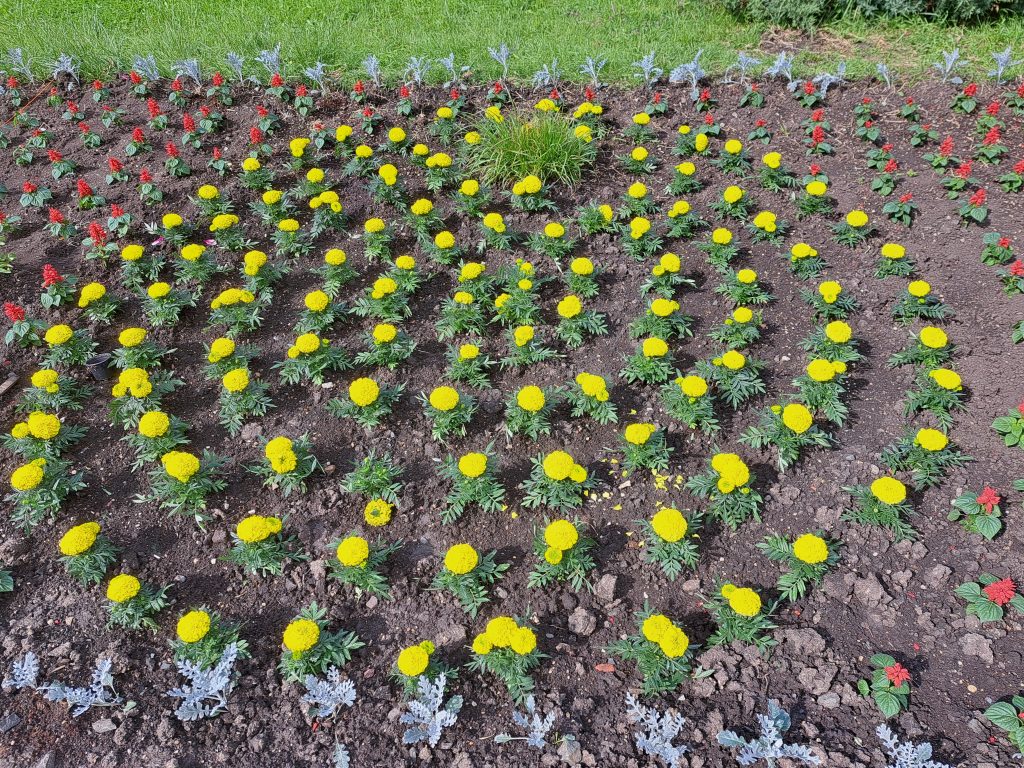 Több mint 6000 színes virág díszíti a mátrafüredi parkot (videó)