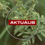 A parlagfű elleni védekezés a terület tulajdonosának feladata