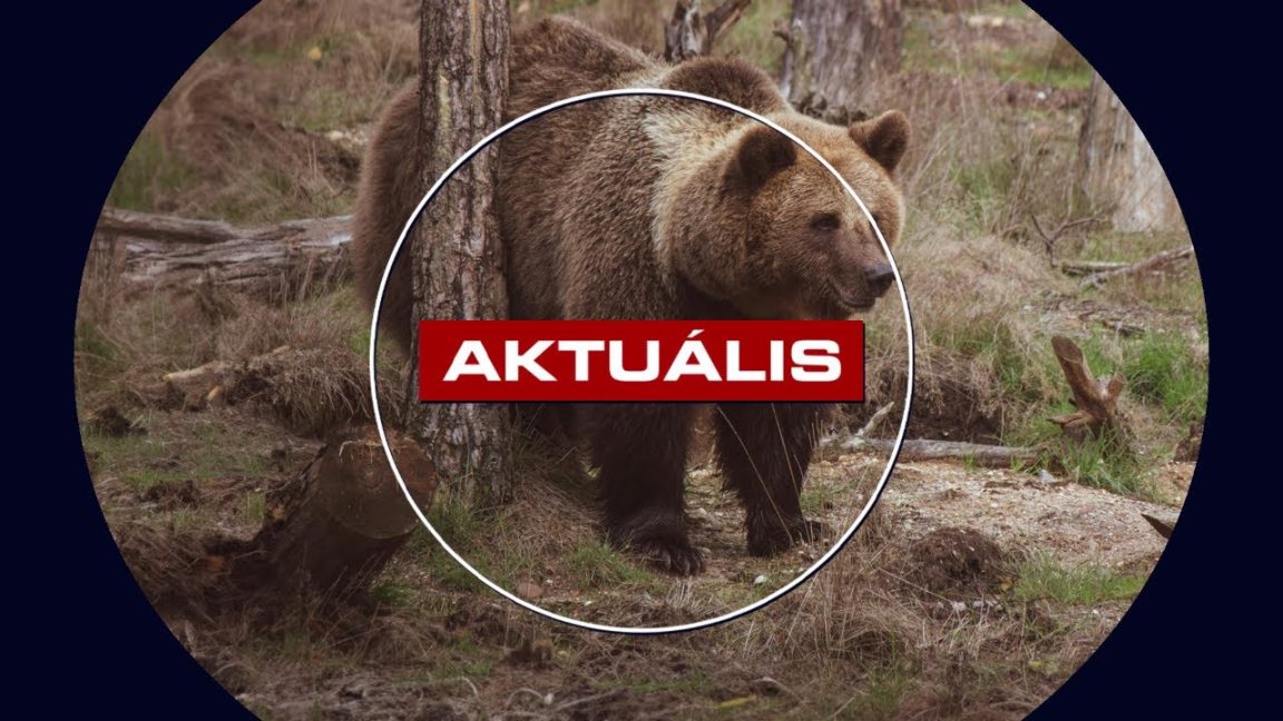 Ismét medvét észleltek, ezúttal Gyöngyöspatánál
