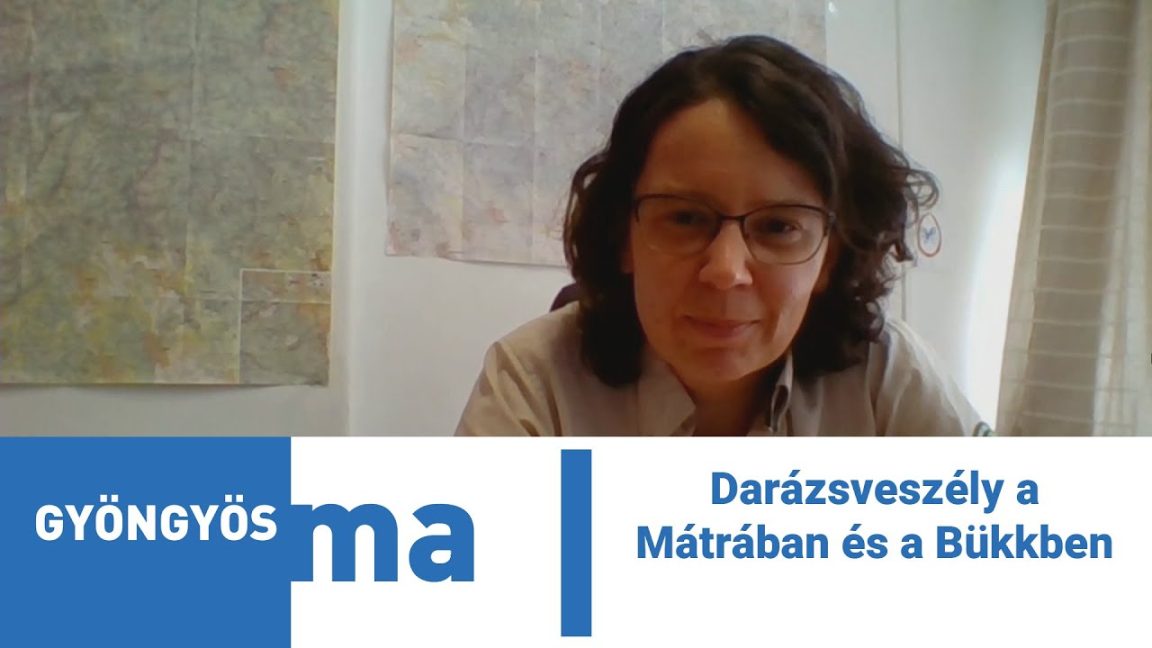 Darázsveszély a Mátrában és a Bükkben