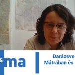Darázsveszély a Mátrában és a Bükkben