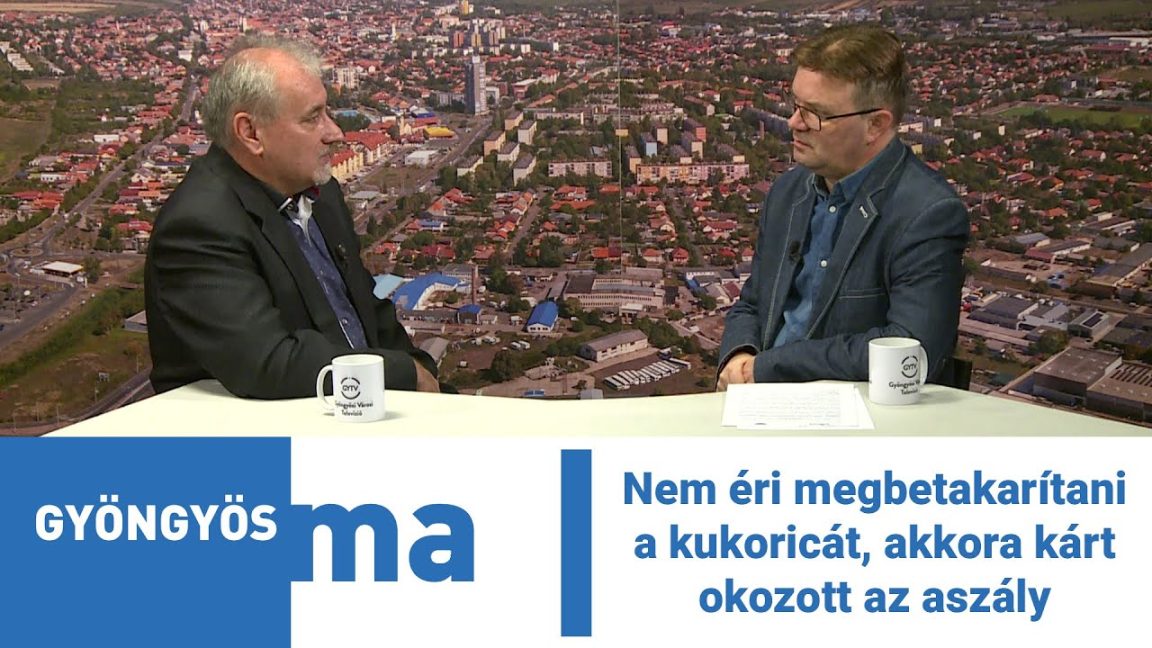 Nem éri megbetakarítani a kukoricát, akkora kárt okozott az aszály