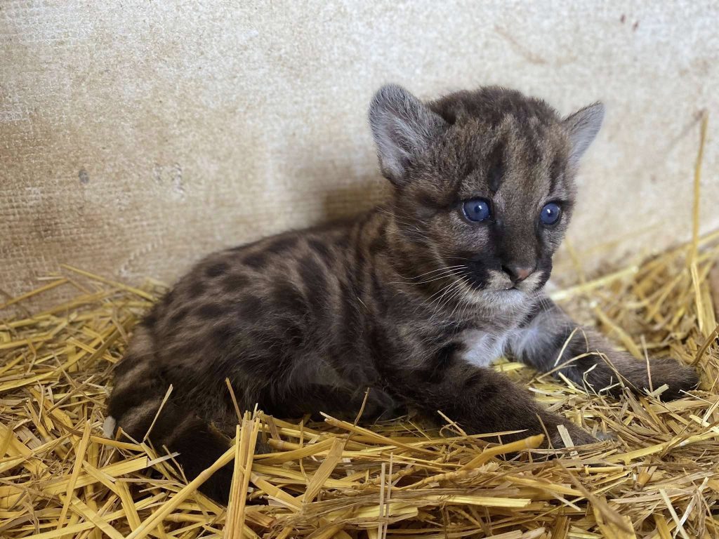 Városokról nevezhetjük el a gyöngyösi pumát