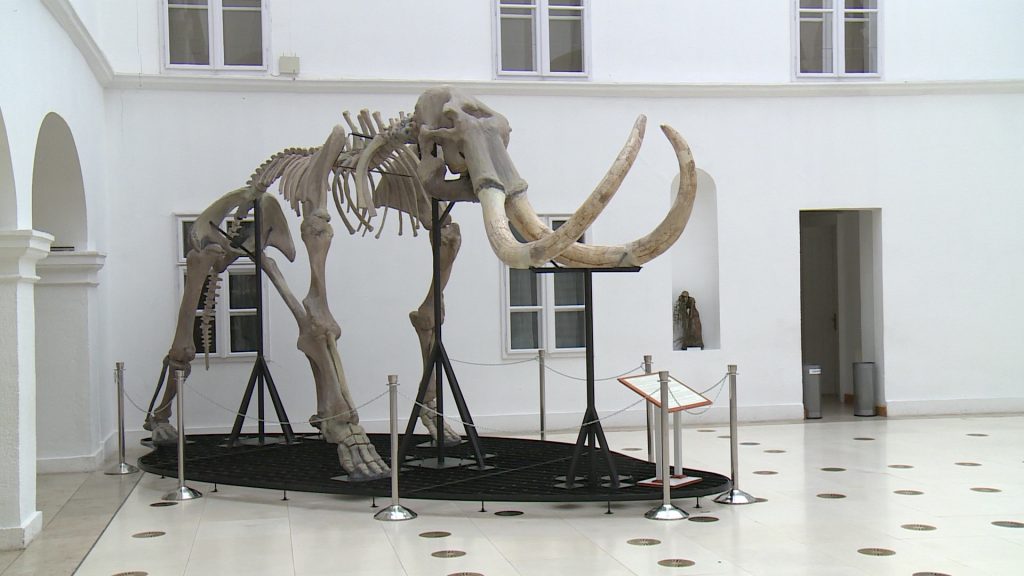 A hálószobánkból is meglátogathatjuk Brúnót, a múzeum mamutját