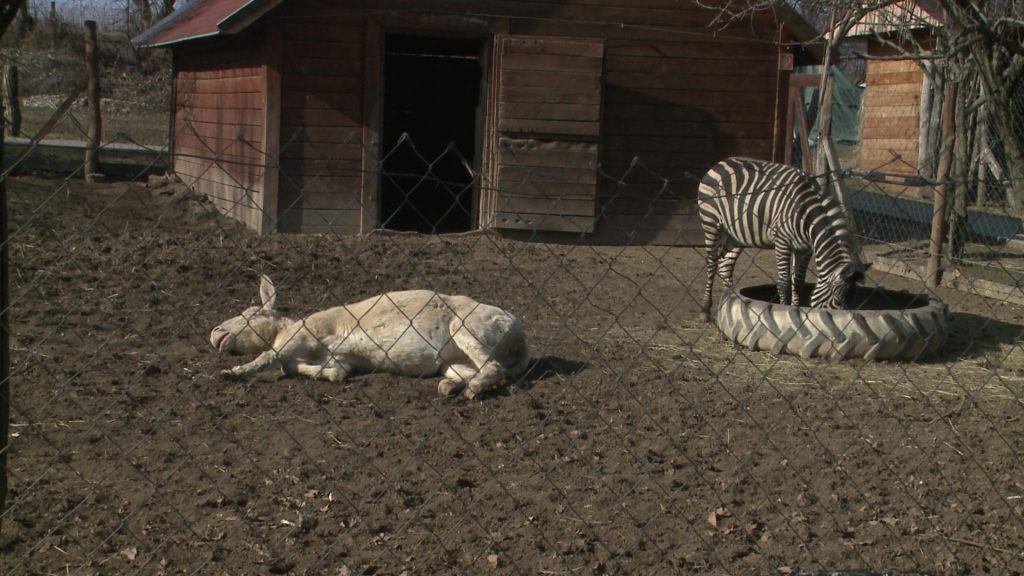 Állati hideg – az állatkert lakóit is megterheli a fagyos idő (galéria)