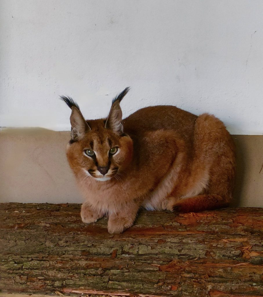 Gyöngyösre költözött Houdini és Yoda