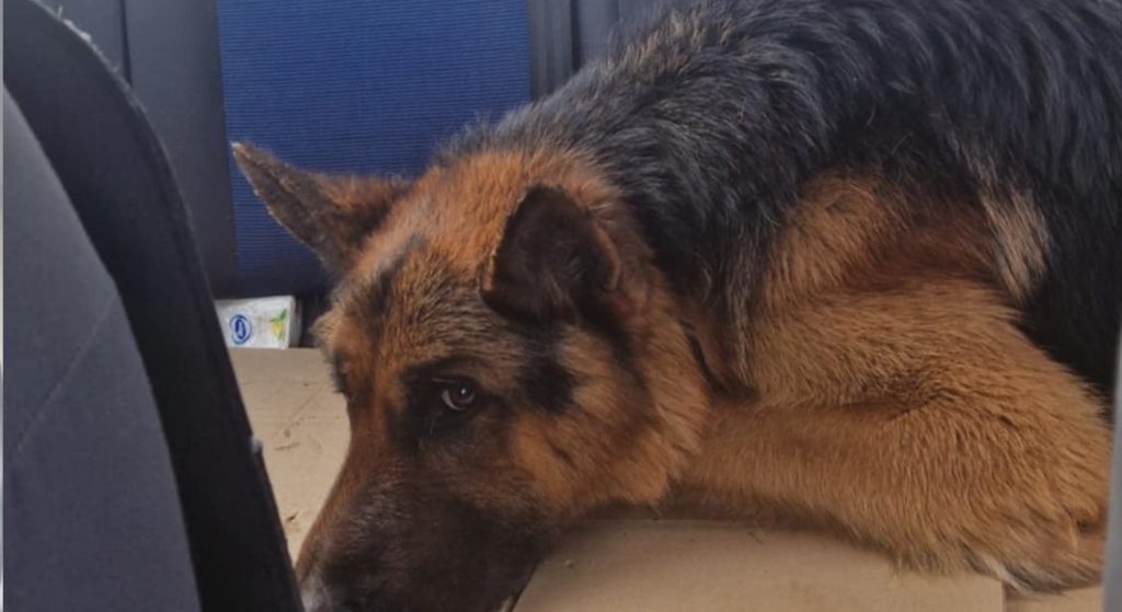 Sikeres volt az autóból kidobott németjuhász műtétje