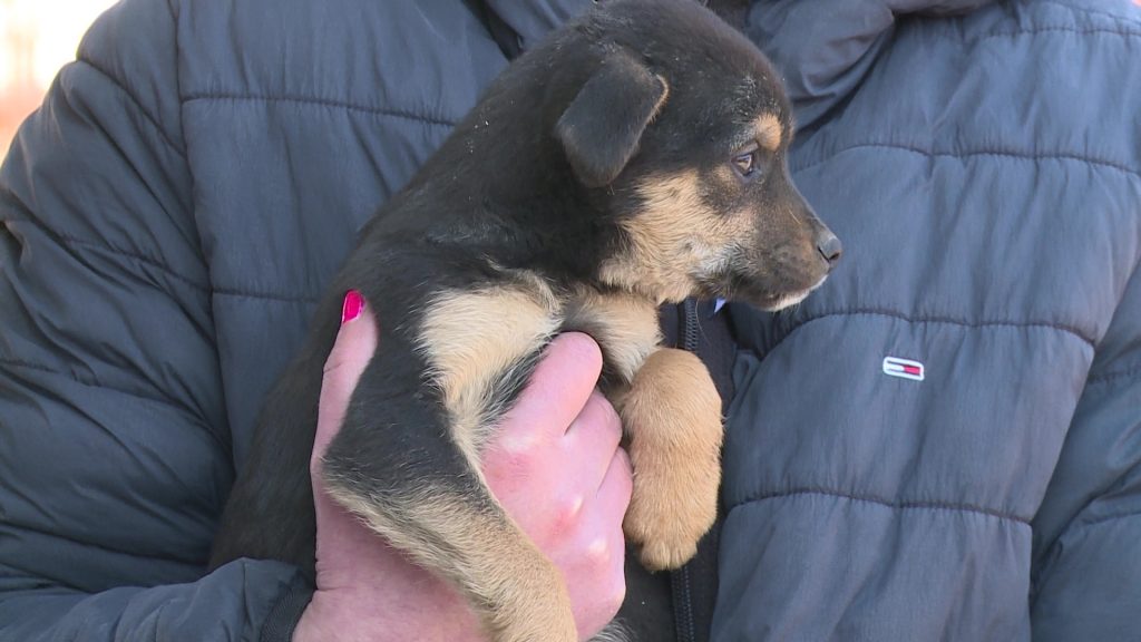 Új helyre költözhetnek a Gyöngyösi Ebrendészet kutyái