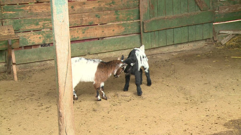 Már Gyöngyösön is készülnek a gyilkos vírusra