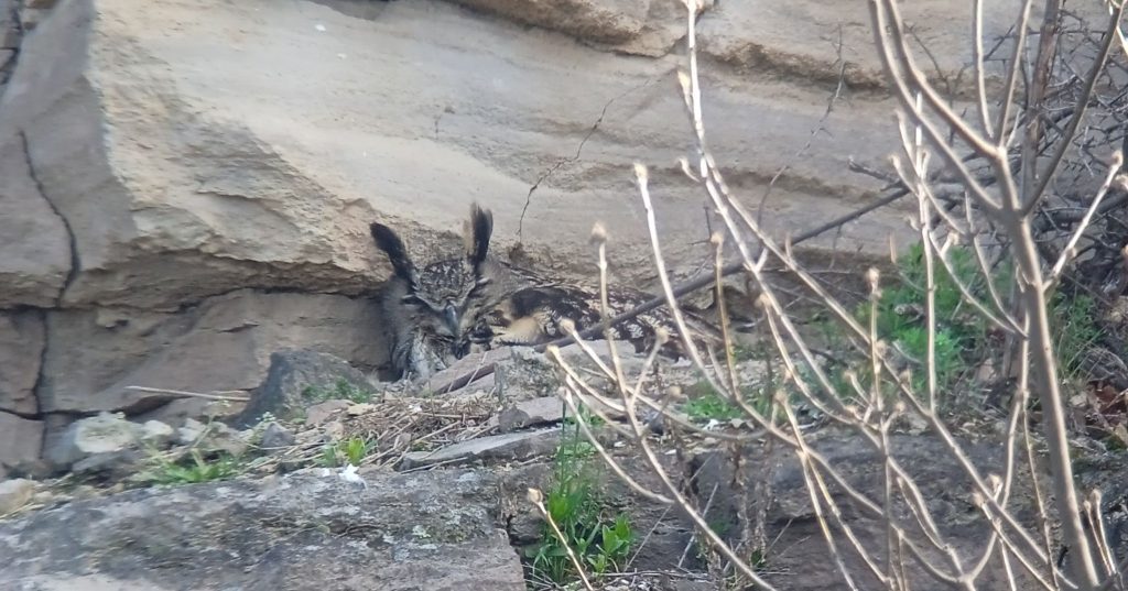 Megérkezett Dr. Bubo – rekordszámú uhu a Mátrában