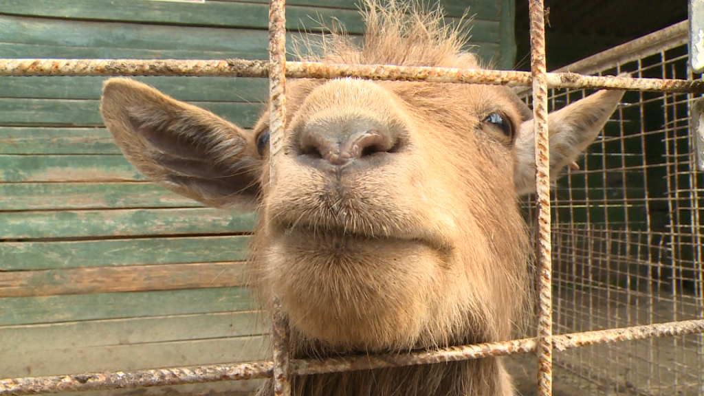 Korlátozások az állatkertben