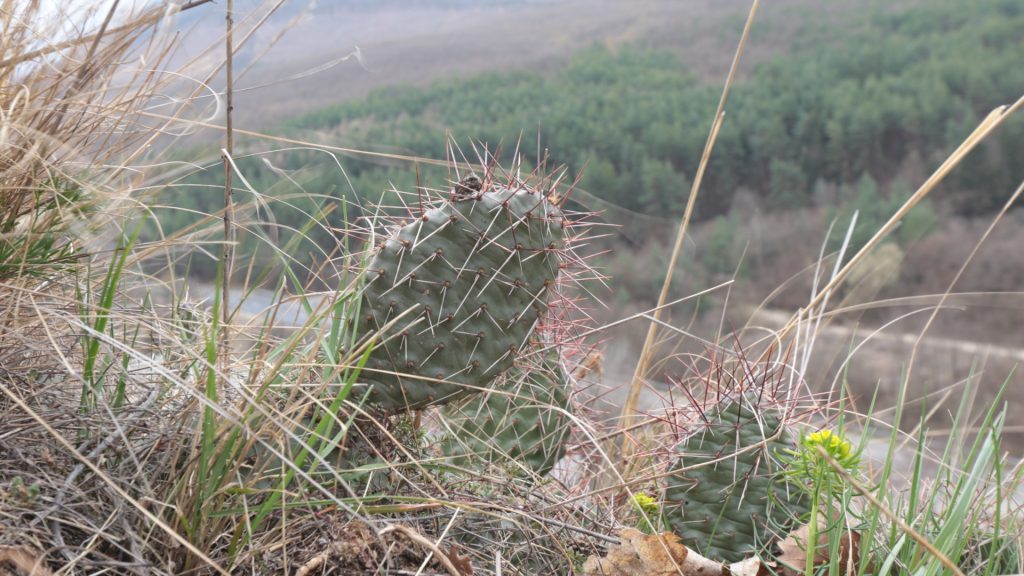 Kaktuszokat ástak ki a Mátrában