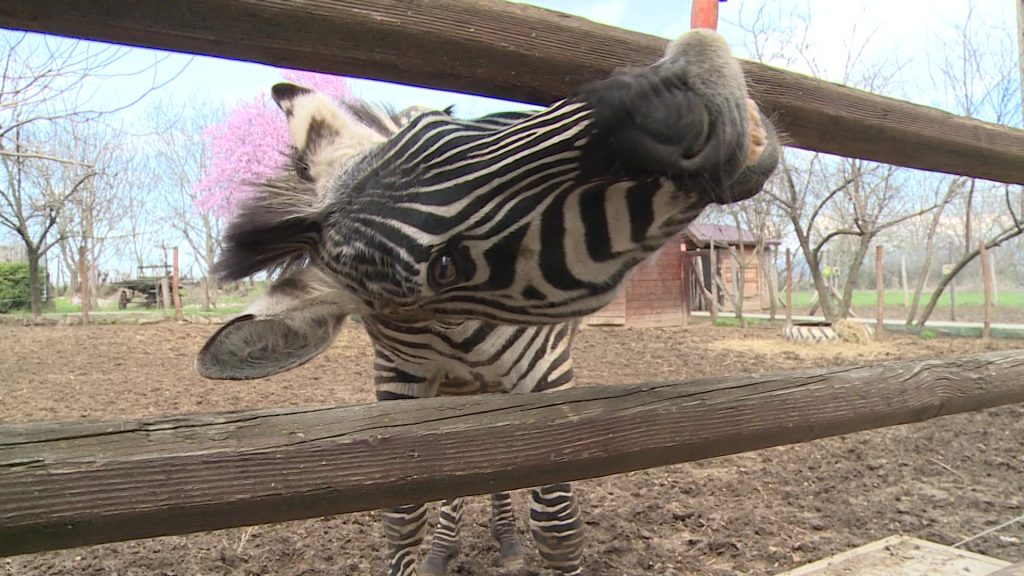 Most mi is örökbefogadhatunk egy zebrát