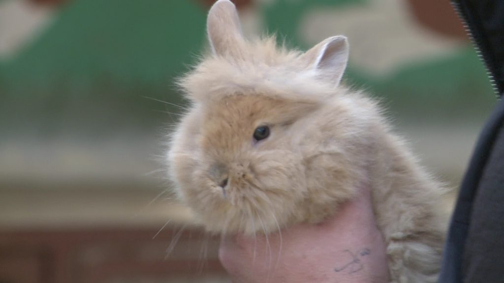 Tojás helyett nyuszi – gyakori ajándék lett húsvétkor a nagyfülű állat