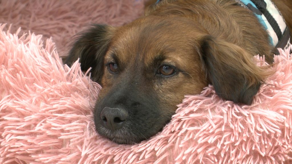 Árva kiskutyáknak gyűjtöttek