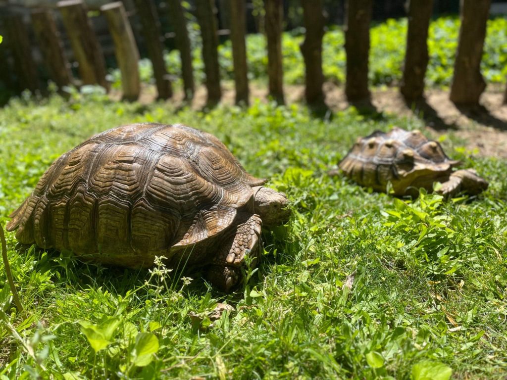 Gigászi frigy a Gyöngyösi Állatkertben