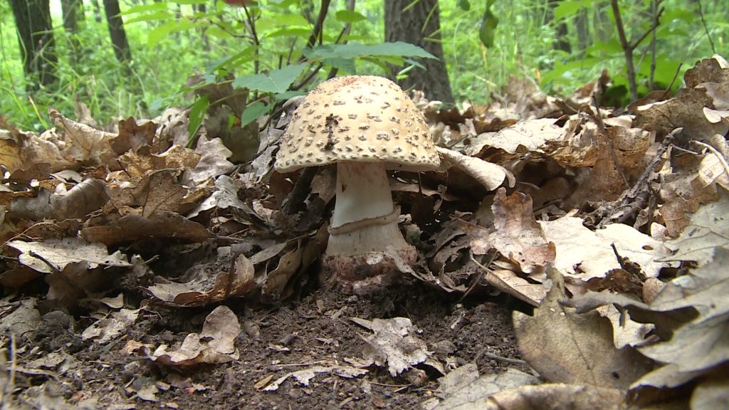 Itt gombaszezon, fontos az óvatosság