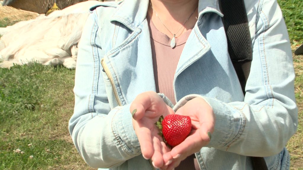 Már javában tart az igazi eperszezon