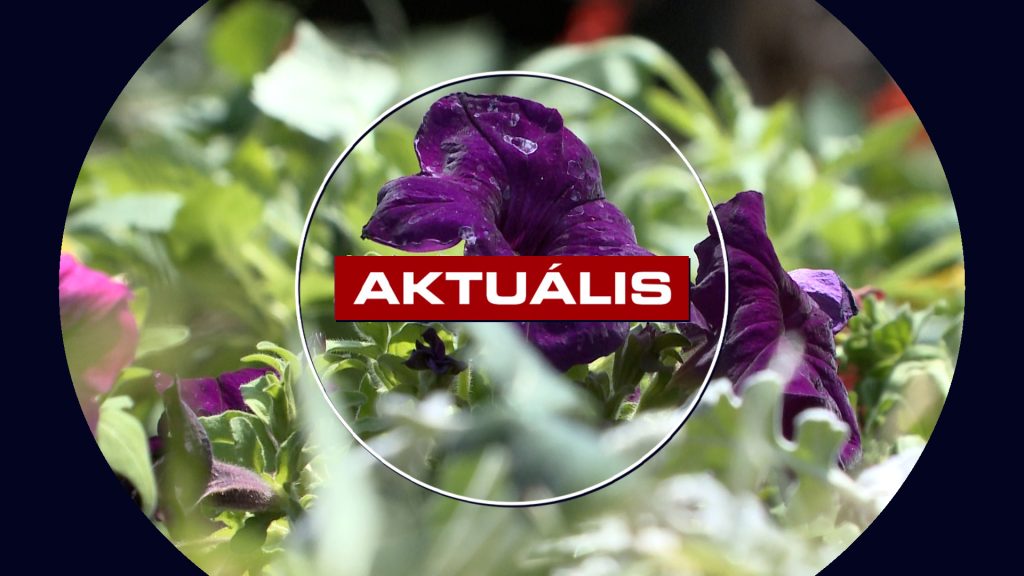 5000 tő palántát ültetnek el a héten Mátrafüreden (Aktuális – 2025.06.10.)