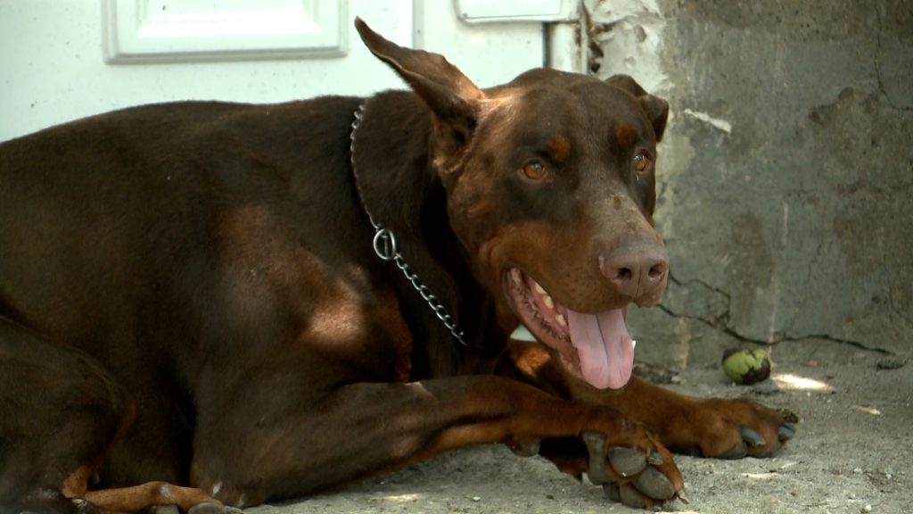 Árnyék a kutyáknak, naptej a macskáknak