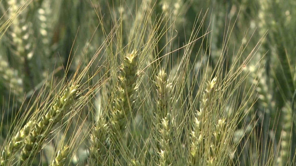 Miként érintené a hazai agráriumot Ukrajna Uniós csatlakozása?