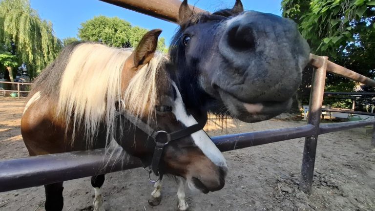 Állati kalandok – idén is népszerű a ZOO tábor!
