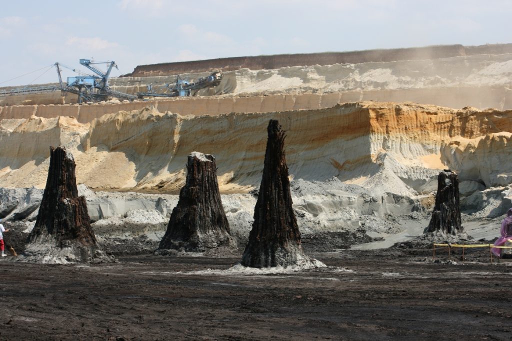 Nagykorúak lettek a mocsárciprus maradványok