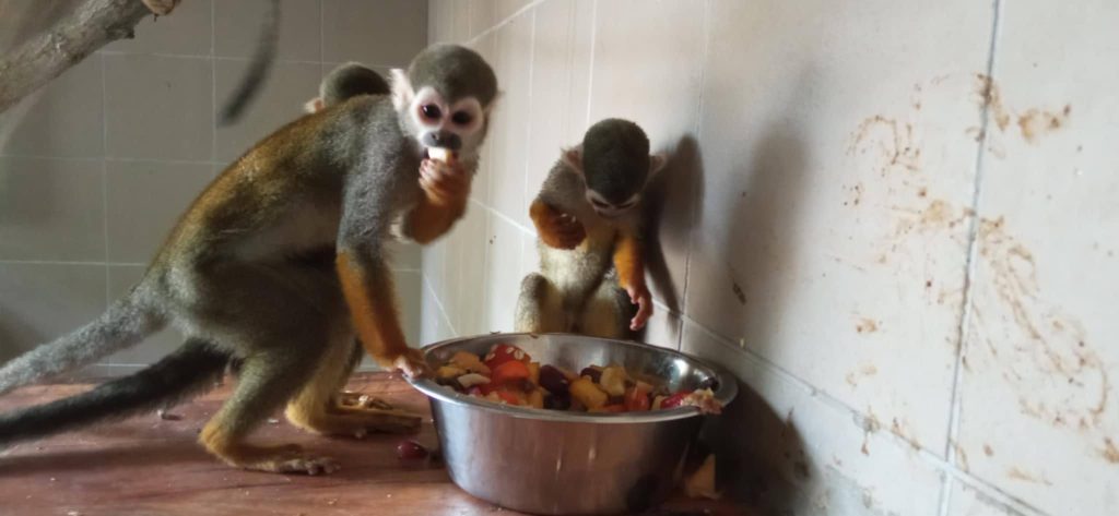 Veszélyeztetett állatok érkeztek a Gyöngyösi Állatkertbe