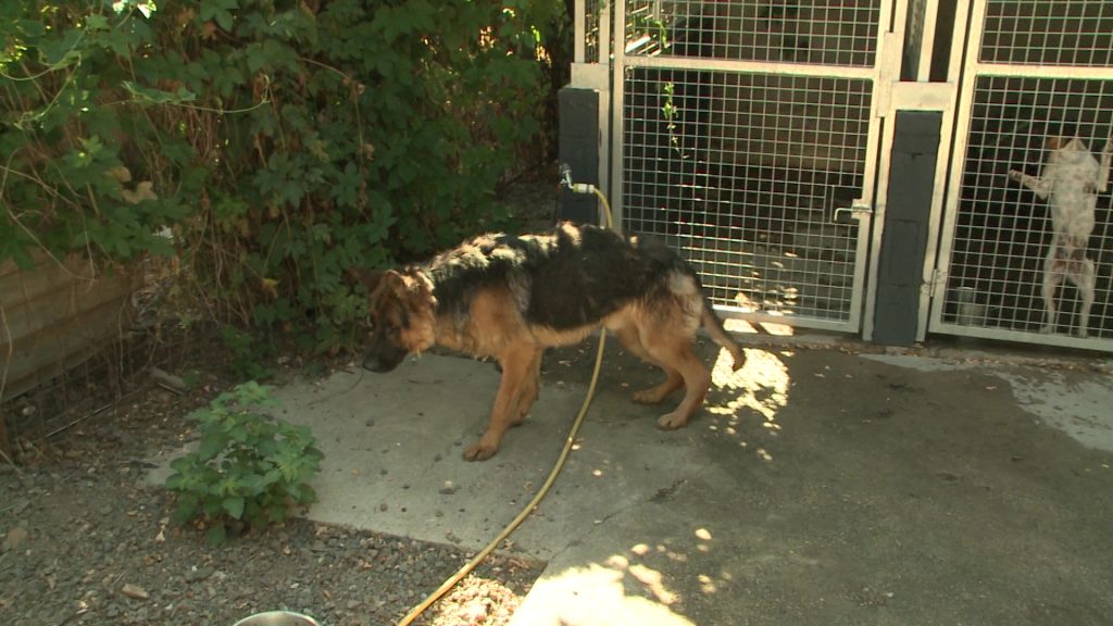 Utolsó műtétjén is túl van Hórusz, az autóból kidobott kutya