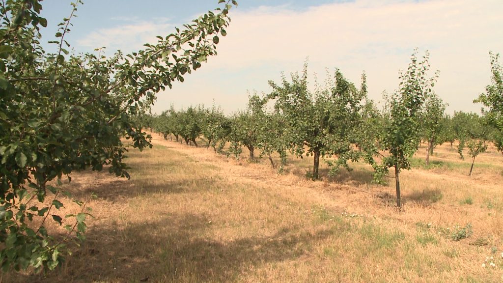 Heves vármegyében is pusztít az aszály