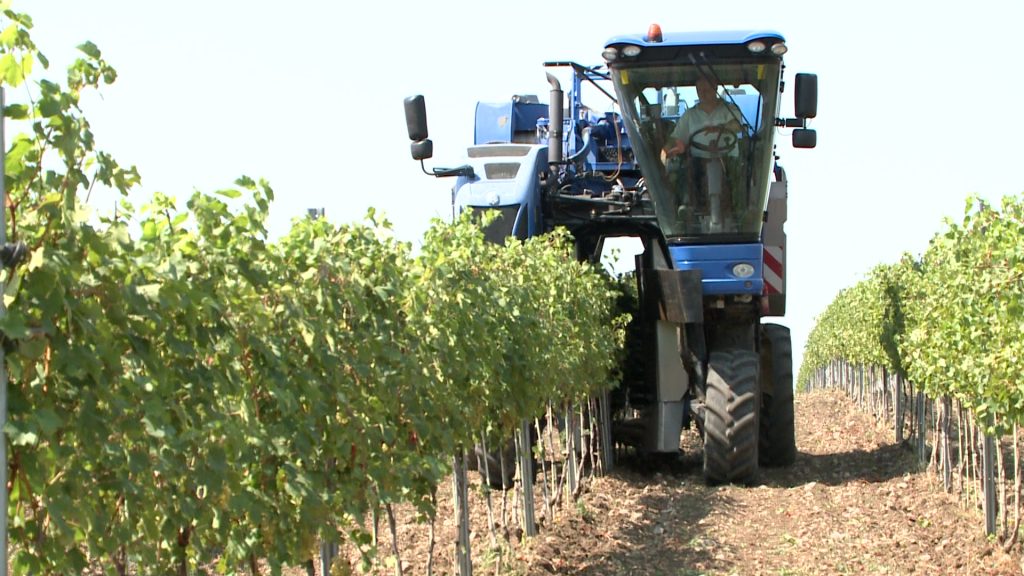 Korábban kezdődik és gyorsabban zajlik a szüret a meleg miatt