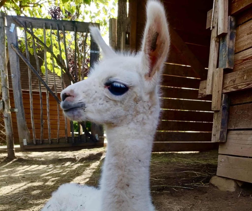 Új lakó az állatkertben