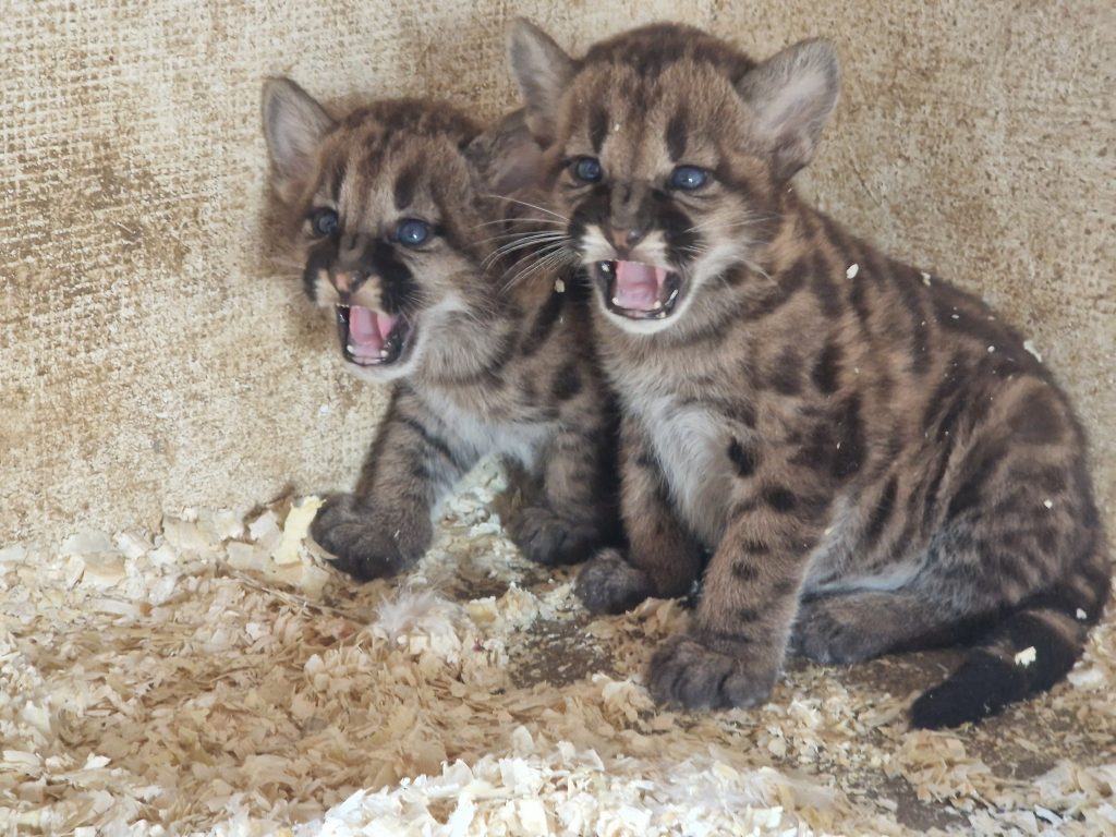 2 életerős puma kölyök született a Gyöngyösi Állatkertben