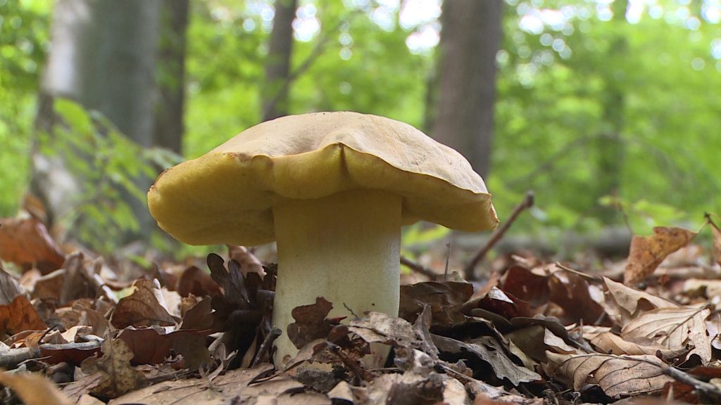 Később ugyan, de beindult a gombaszezon