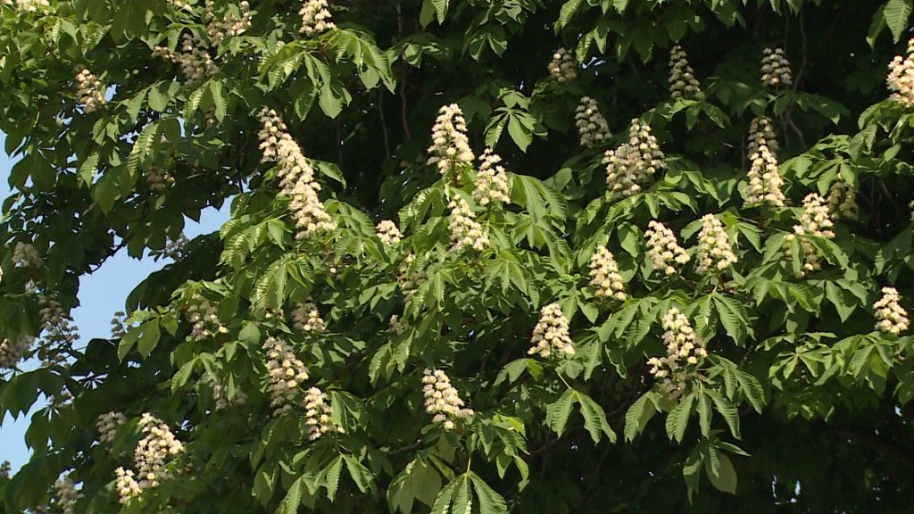 Megkezdődik a vadgesztenyefák permetezése