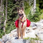 Fotó: shepherdsbone.com