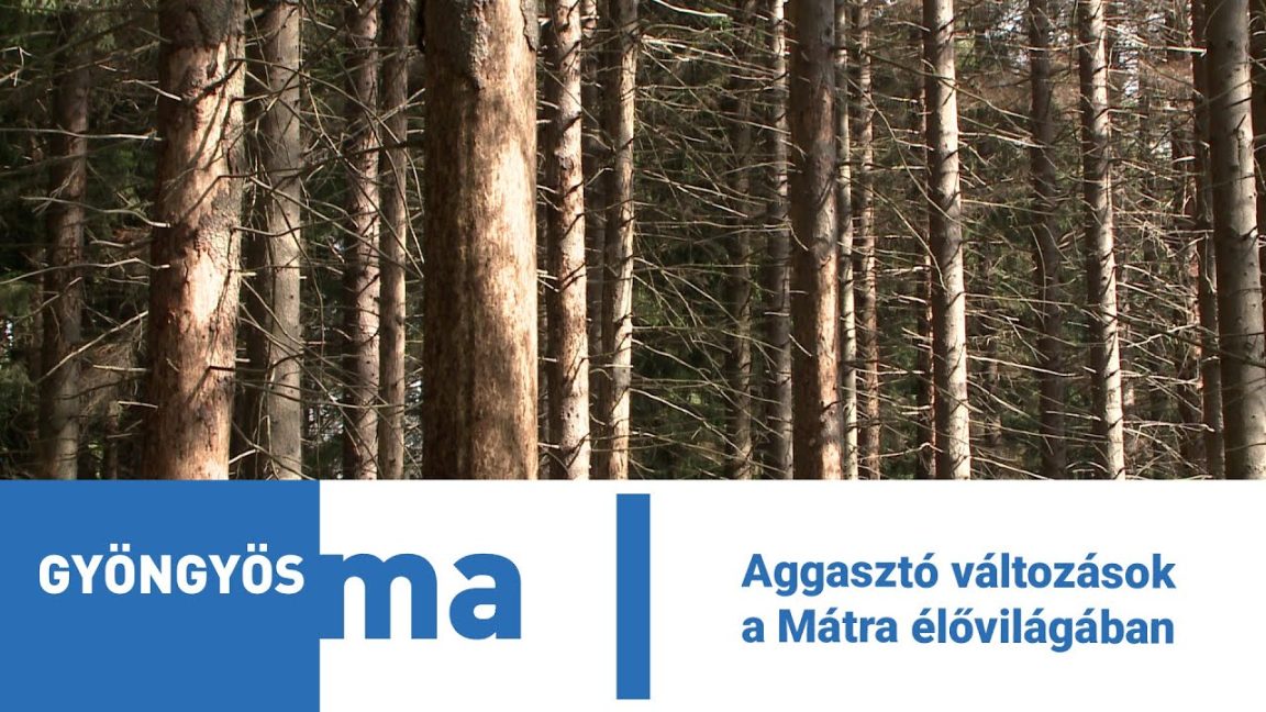 Aggasztó változások a Mátra élővilágában