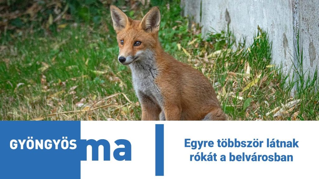 Egyre többször látnak rókát a belvárosban