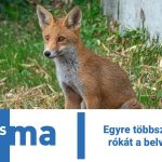 Egyre többször látnak rókát a belvárosban