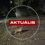Egyre többször lehet rókával találkozni Gyöngyös utcáin - Aktuális 2025.10.20.
