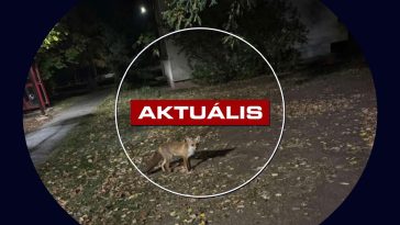 Egyre többször lehet rókával találkozni Gyöngyös utcáin - Aktuális 2025.10.20.